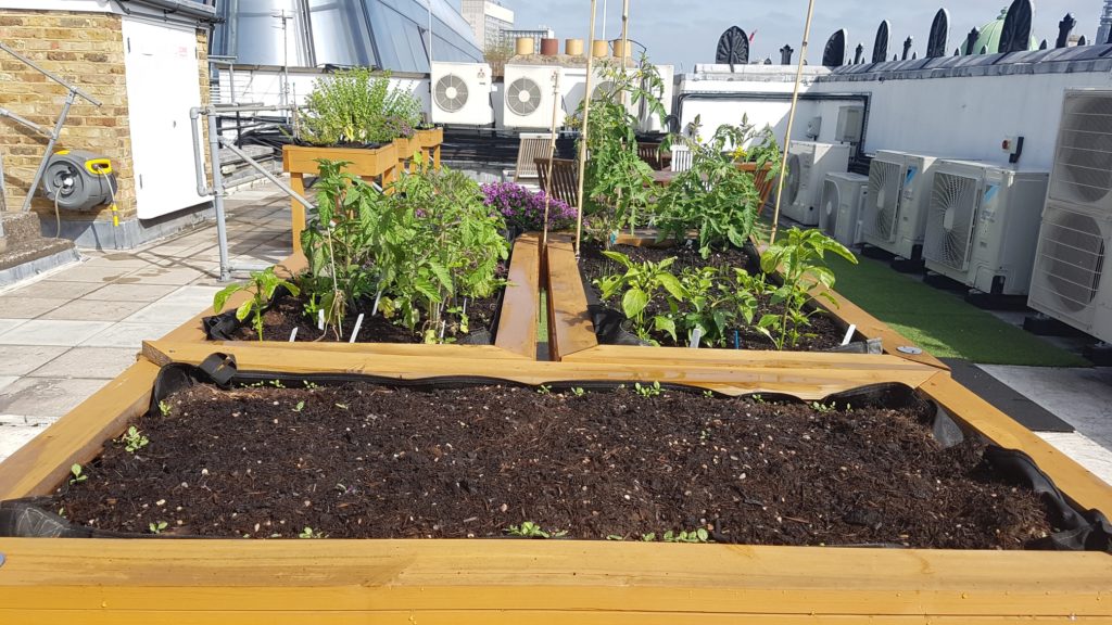 rooftop allotment