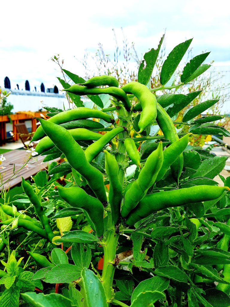 broad bean plant